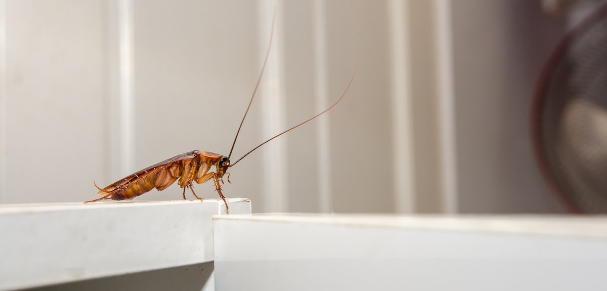 Ready to take control of your space? Let’s dive into how you can identify signs of bug infestations and keep your home pest-free!